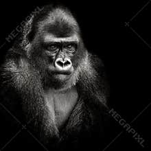 Western lowland gorilla