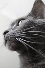 Django the cat
