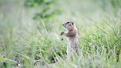 Gopher eating leaf