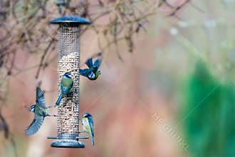 Four blue tits on a feeder in winter