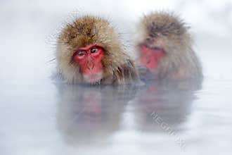 Monkey Japanese macaque, Macaca fuscata, red face portrait in the cold water with fog, two animal in the nature habitat, Hokkaido,