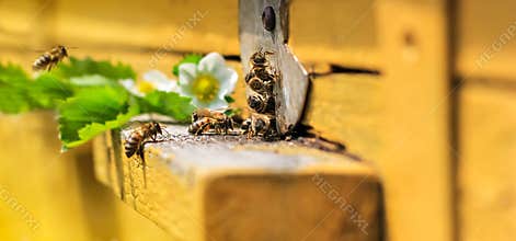 Bees on hive