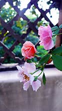 Roses plant on trellis