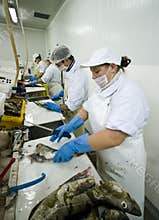 Fish cutters in action