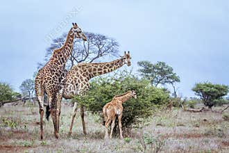 Giraffe in Kruger National park, South Africa