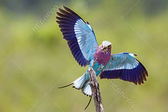 Lilac-breasted roller in Kruger National park, South Africa