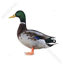 Mallard Duck with Clipping Path
