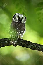 Bird Boreal omawl, Aegolius funereus, sitting on the tree branch in green forest background