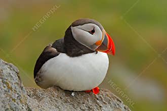 Atlantic Puffin, Fratercula artica, artic bird sitting on the rock, nature habitat, Runde island, Norway