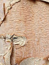 Pink tree trunk background