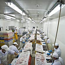 Fish processing factory