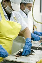 Female fish cutter at work