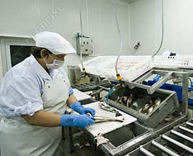 Woman cutting fish fillets