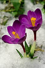 Spring flowers.