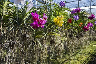 Bai Orchid and Butterfly Farm at Chiang Mai, Thailand