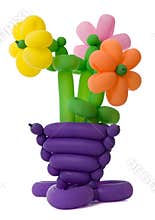 Ballon flowers
