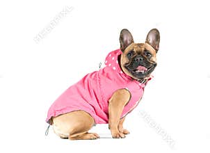 French bull dog