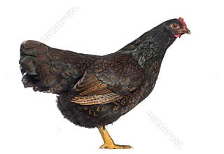Barnevelder double-laced Hen isolated on white
