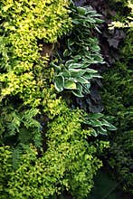 Plants for living walls