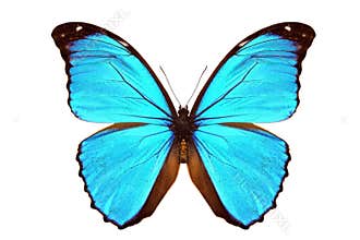 Blue Morpho