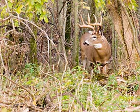 Whitetail Deer Buck
