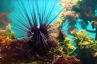 Sea-urchin