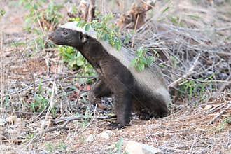 Honey Badger