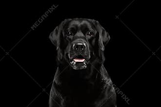 Closeup Portrait black Labrador Dog, Alert Looking, Front view, Isolated