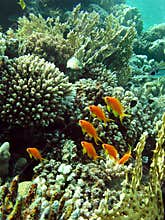 Coral garden