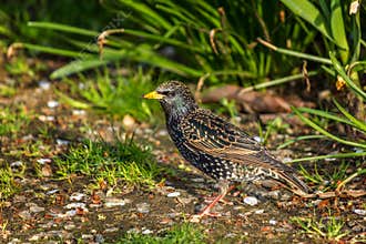 European Starling, Sturnus vulgaris, dark bird