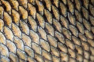 Carp fish scales grunge texture