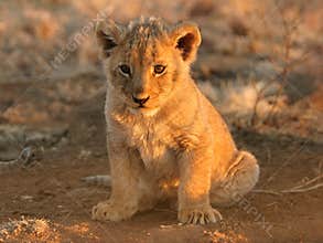 Lion cub