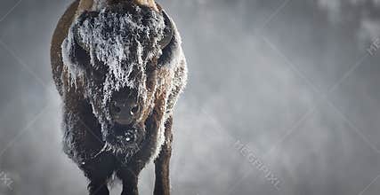 Ice Bison