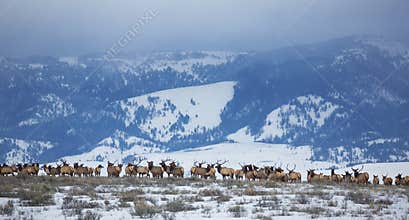 Elk Herd