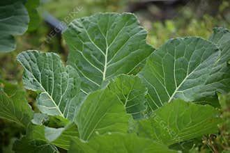 Leafy Collard Greens