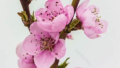 Peach flower blossoming time lapse