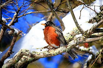 Male Robin In Snow