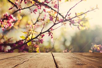 Empty wooden vintage table board over spring blossom bokeh background