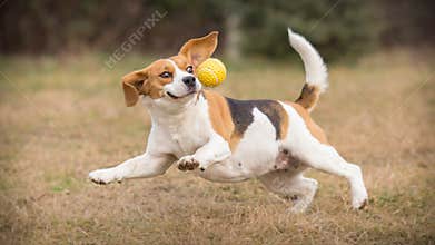 Playing fetch with beagle dog