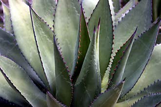 Agave Plant