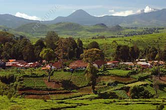 Tea-Plantation 1