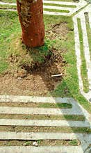 Tree on footpath