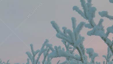 Branches of trees covered with snow and with frost, against the dark blue sky.