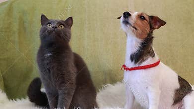 Jack Russell Terrier and cat