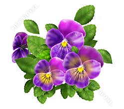 Pansy violet flowers isolated on white background watercolor Viola Tricolor realistic, decoration, icon, sign element