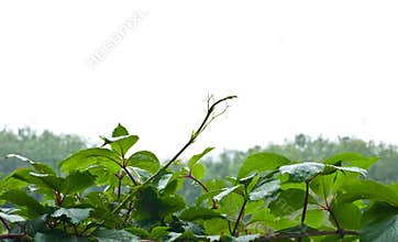 Foliage and tree tops