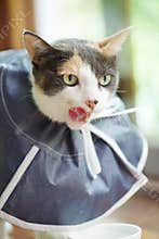 Cat collar