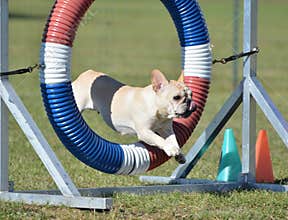 French Bulldog at Dog Agility Trial