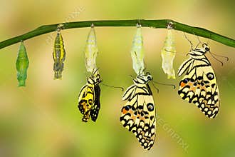 Transformation of Lime Butterfly