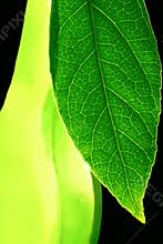 Leaf Transparency